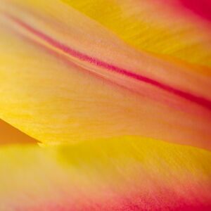 tulip, leaf, flower