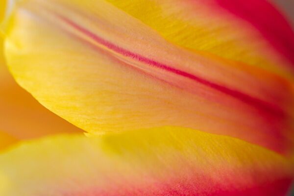 tulip, leaf, flower